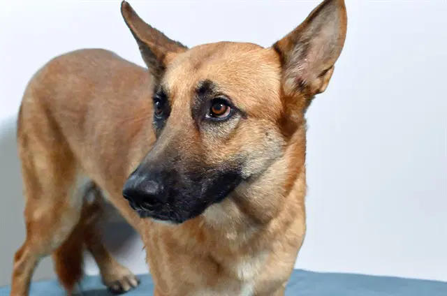 Stray Not Available - German Shepherd Dog