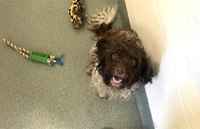 Stray Not Available - Cocker Spaniel