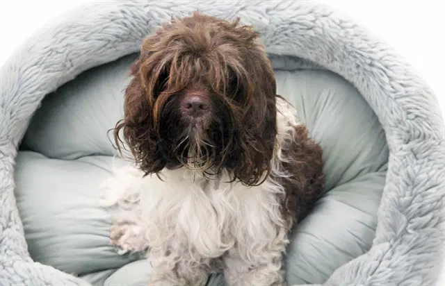 Stray Not Available - Cocker Spaniel