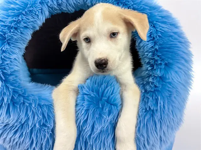 Sub-Zero - Siberian Husky