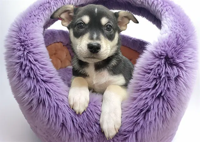 Lilliput - Siberian Husky