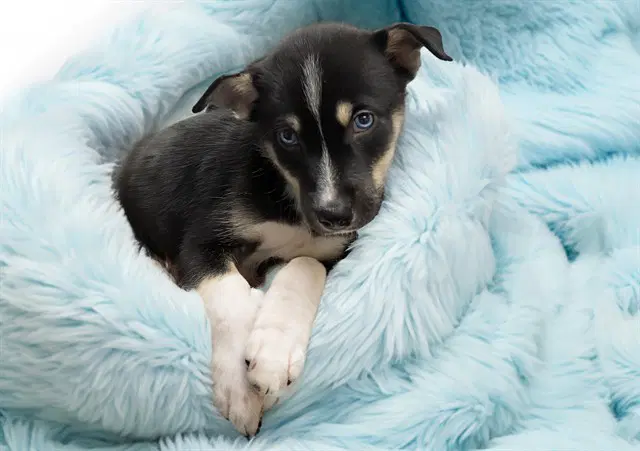 Pawpie - Siberian Husky