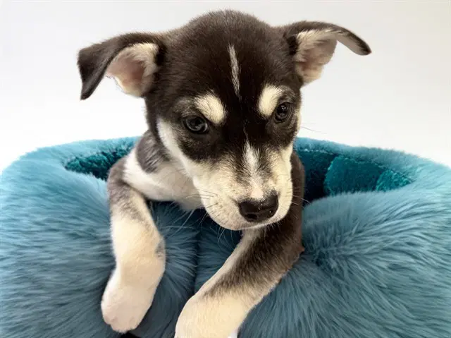 Bulldozer - Siberian Husky