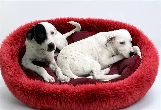 Pongo - Dalmatian