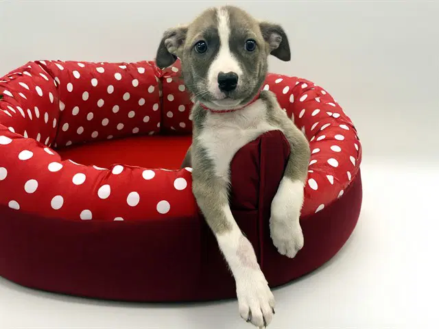 Cocopuff - Siberian Husky
