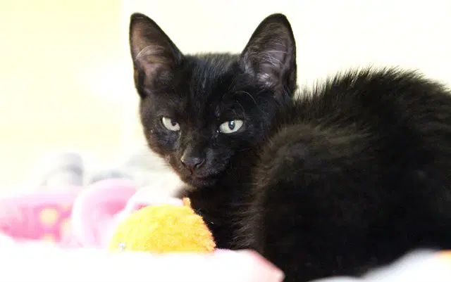 Bug - Domestic Short Hair