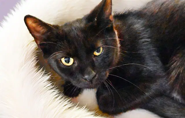 Sonny - Domestic Short Hair