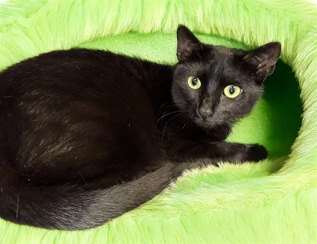 Tilly - Domestic Short Hair