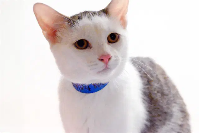 Loki - Domestic Short Hair