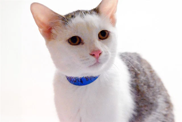 Loki