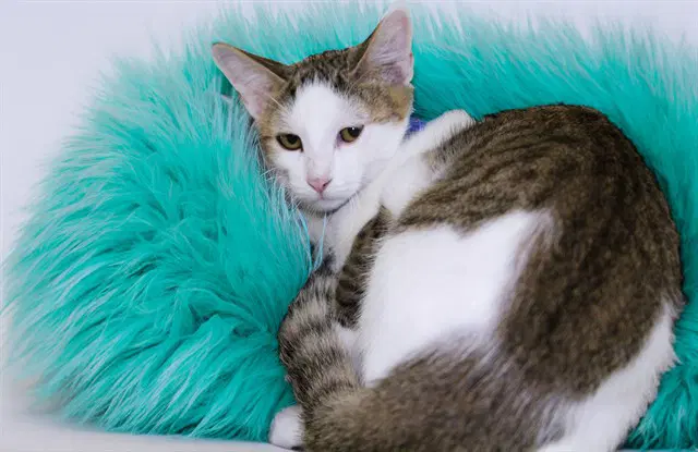 Max - Domestic Short Hair