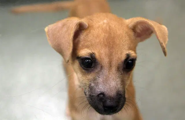 Bean - Chihuahua