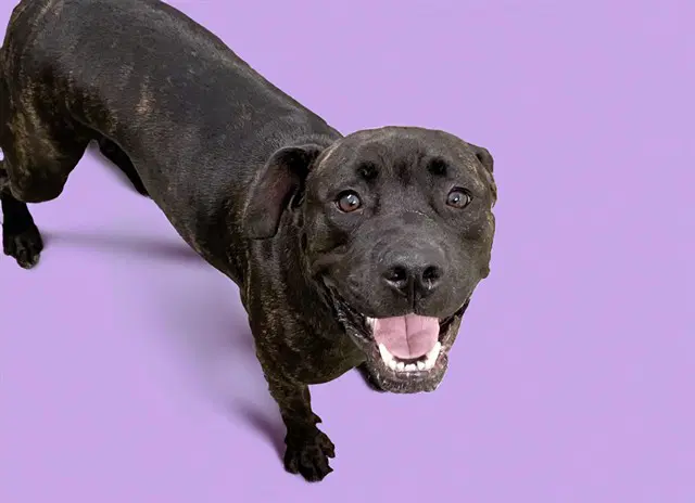Stray Not Available - Labrador Retriever