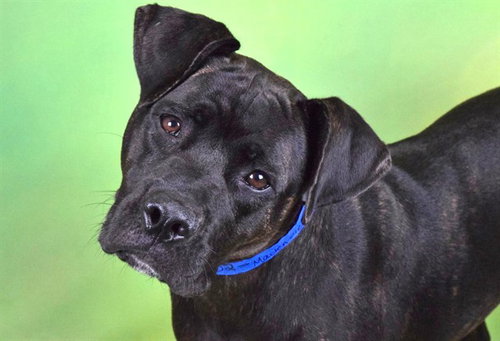 MACKENZIE, a dog for adoption from Humane Society of Broward County