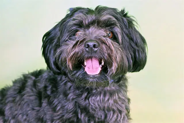 Bruno - Havanese