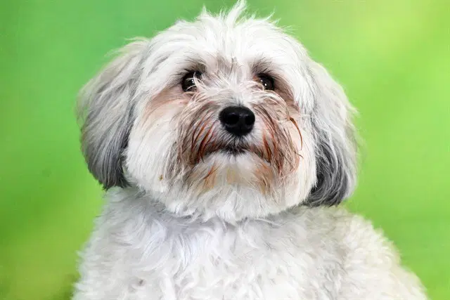 Louie - Havanese