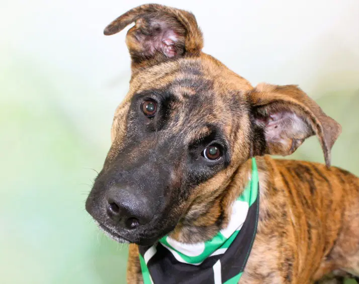 Devo - Dutch Shepherd
