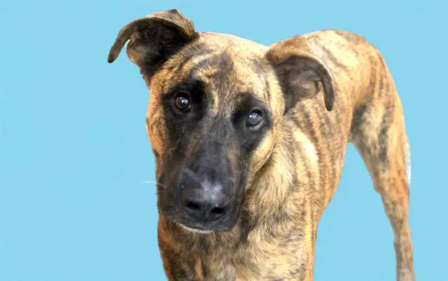 Devo - Dutch Shepherd