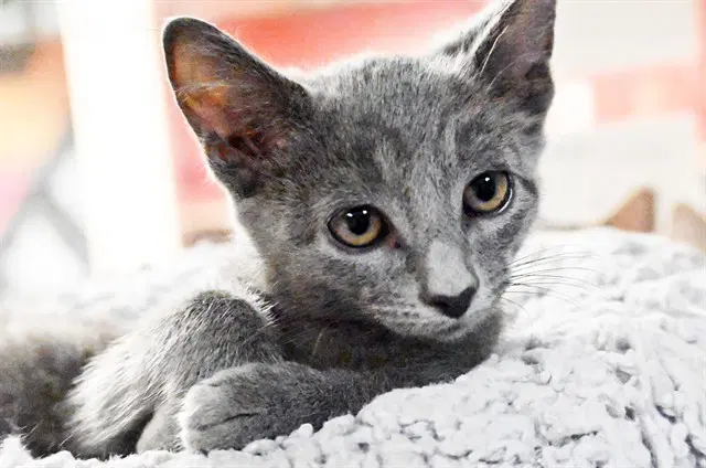 Starfruit - Domestic Short Hair
