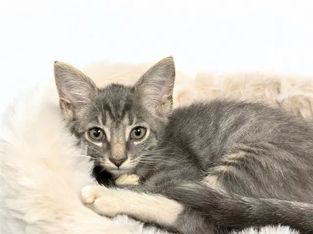 Watermelon - Domestic Short Hair