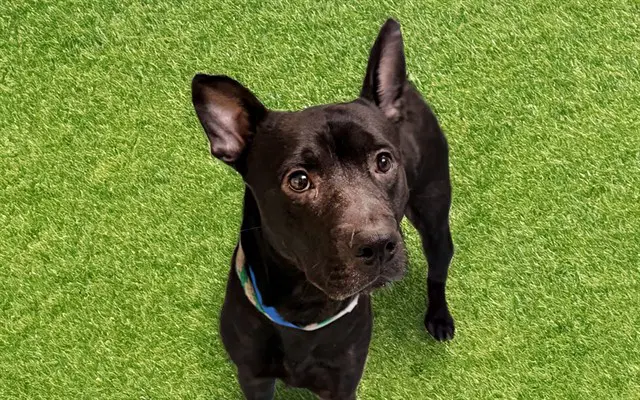 Logee - Pit Bull Terrier