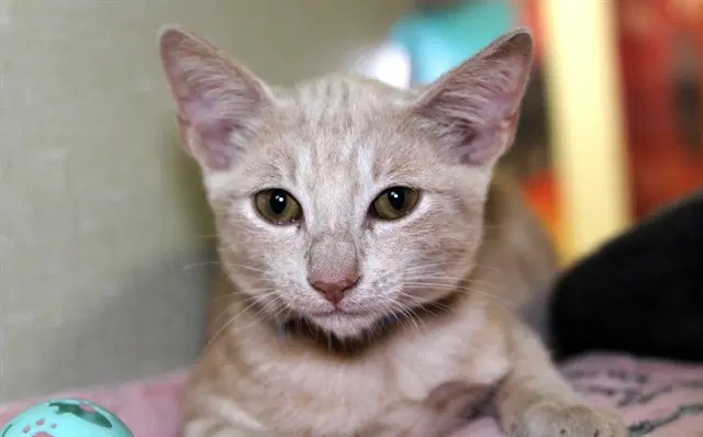 Zakary - Domestic Short Hair