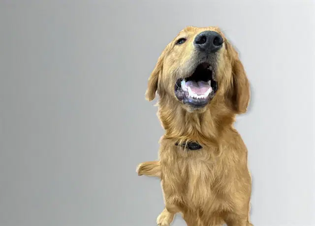 Stray Not Available - Golden Retriever