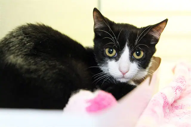 Bellie - Domestic Short Hair