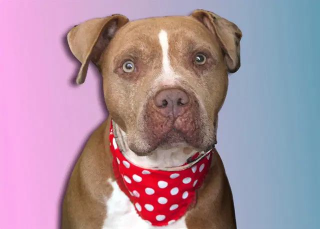 Ajah - American Pit Bull Terrier