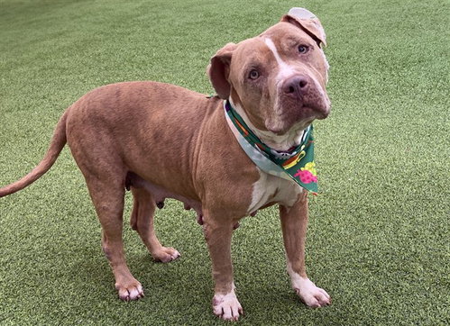 Ajah, American Pit Bull Terrier (medium coat)