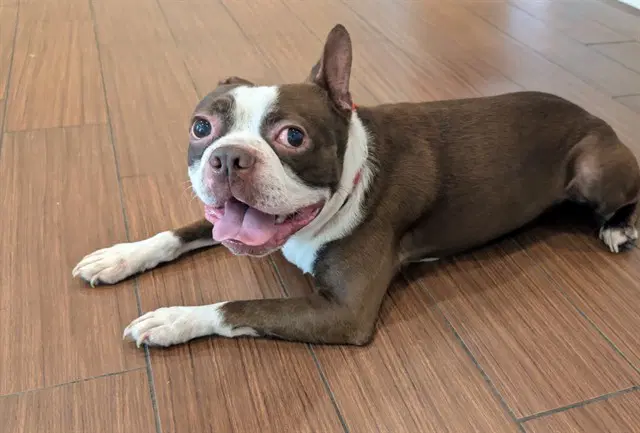 Stray Not Available - Boston Terrier