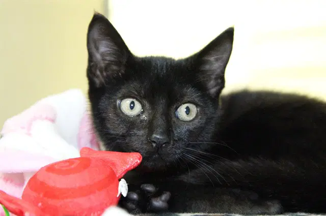 Penguin - Domestic Short Hair