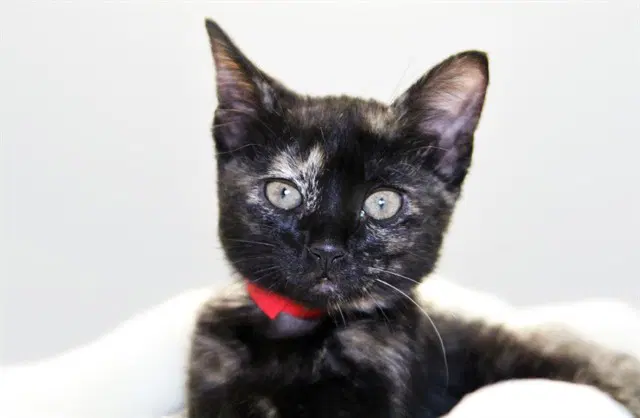 Milkyway - Domestic Short Hair