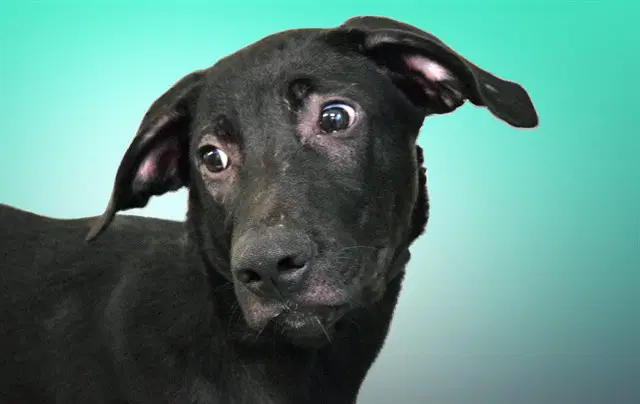 Bronco - Labrador Retriever