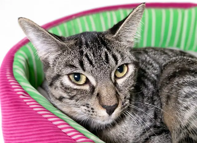Ella - Domestic Short Hair