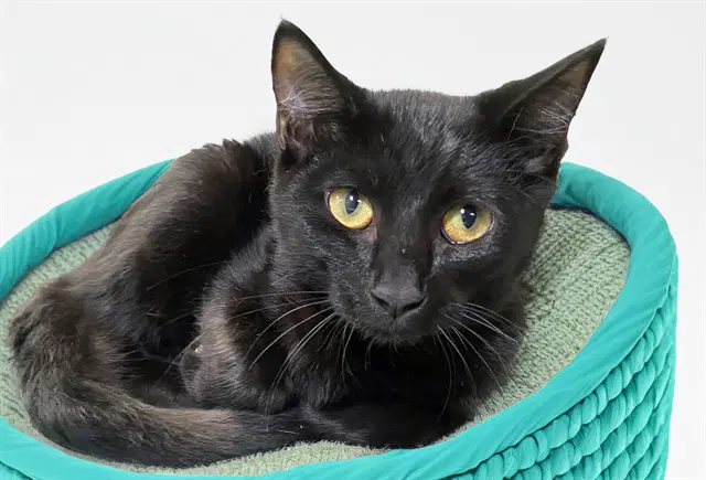 Sparrow - Domestic Short Hair