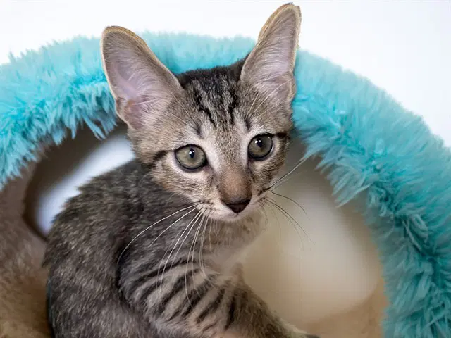 Chase - Domestic Short Hair