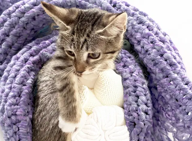 Tippy - Domestic Short Hair
