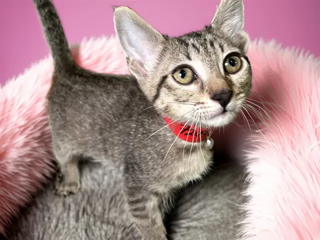Dash - Domestic Short Hair