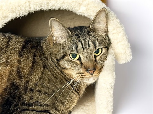 TIGER, a cat for adoption from Humane Society of Broward County