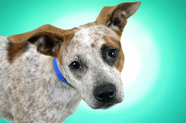 Bourbon - Australian Cattle Dog/Blue Heeler