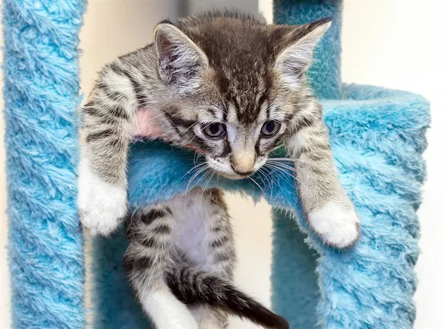 Dave - Domestic Short Hair