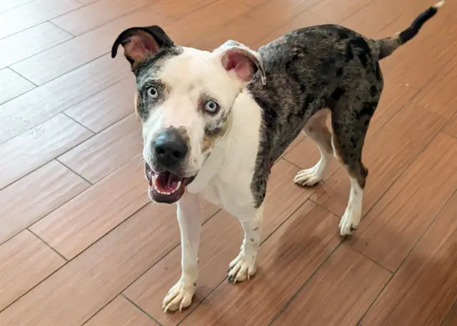 Stray Not Available - Catahoula Leopard Dog