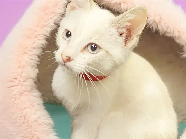 Julia - Domestic Short Hair