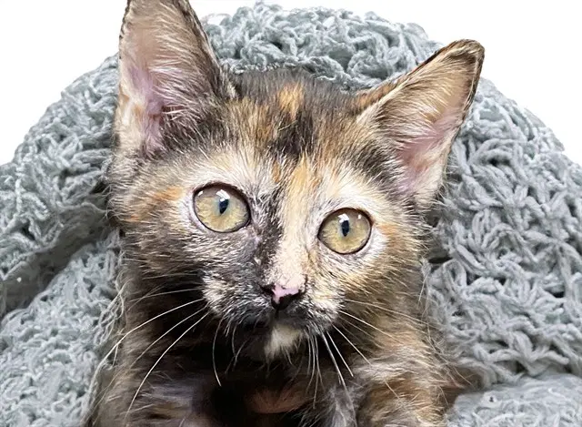 Birdie - Domestic Short Hair