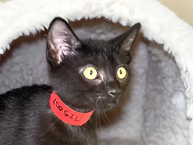 Bernie - Domestic Short Hair