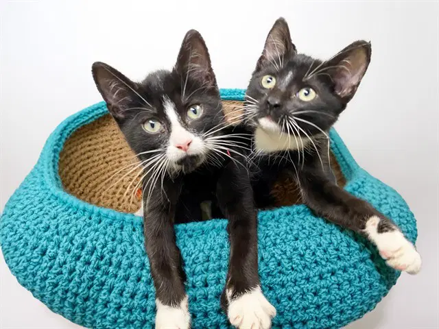 Zamboni - Domestic Short Hair