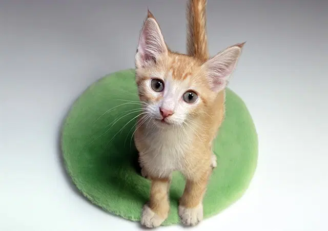 Bert - Domestic Short Hair