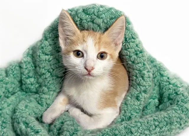 Ernie - Domestic Short Hair