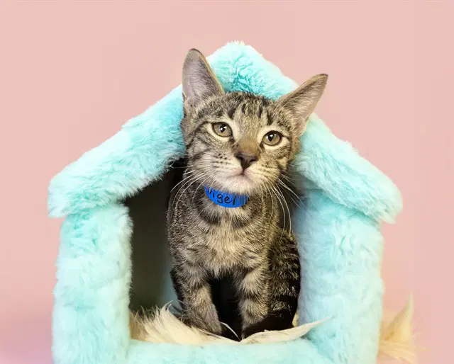 Nigel - Domestic Short Hair